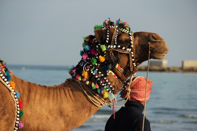 男人站在骆驼白天
